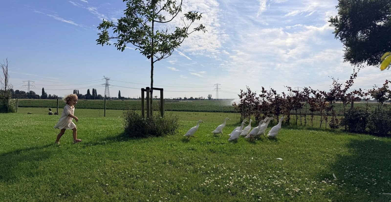 indische loopeenden, Meerdere dieren, Eend