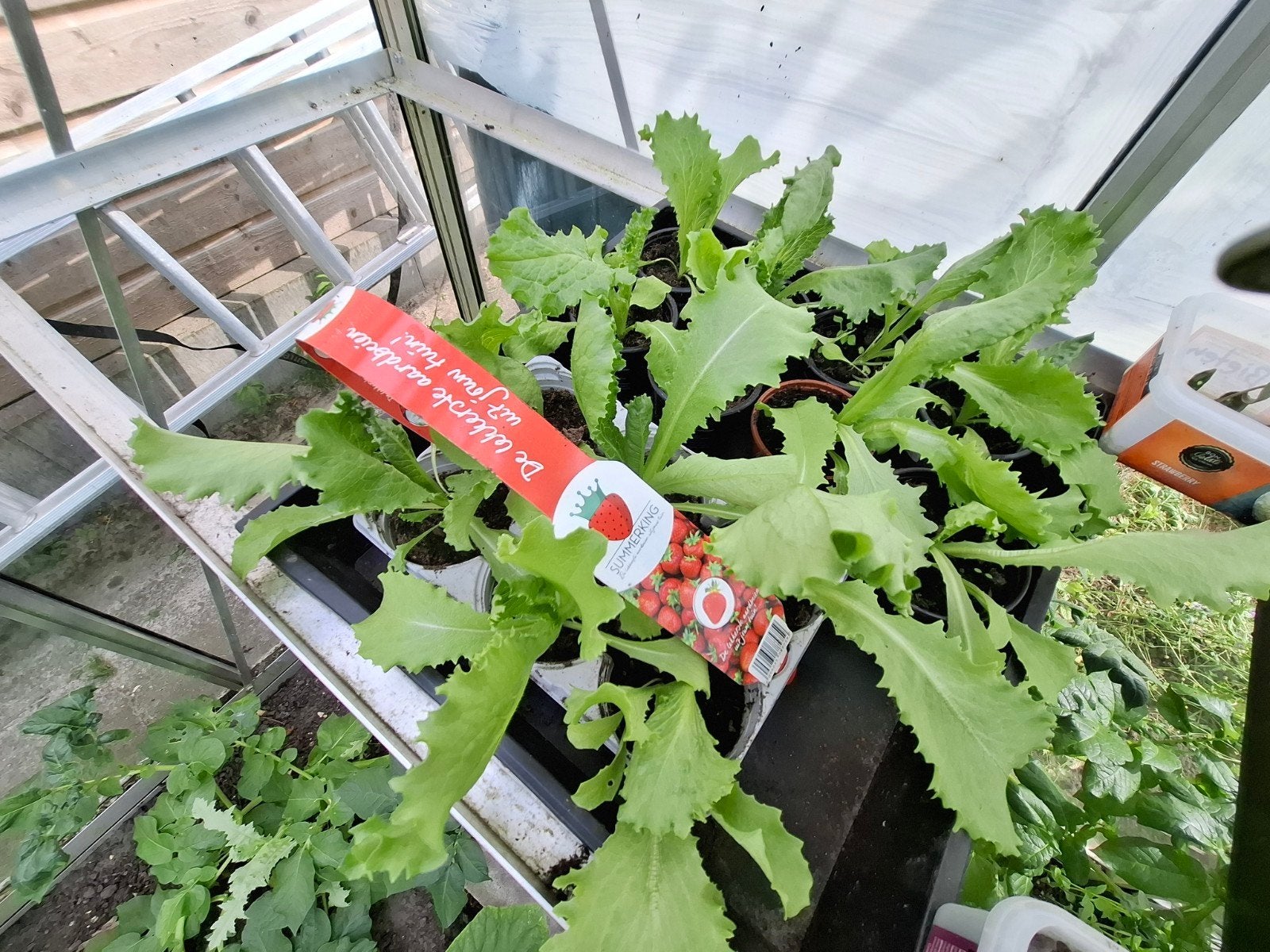 Sla of ijsbergslaplantjes 0,25 per potje., Ophalen, Eenjarig, Groenteplanten, Volle zon