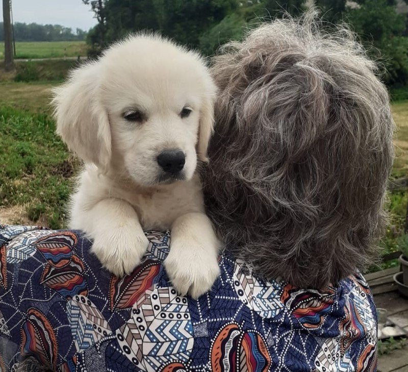 Prachtige Golden Retriever Pups, Dieren en Toebehoren, Golden retriever, Parvo, 8 tot 15 weken, Meerdere