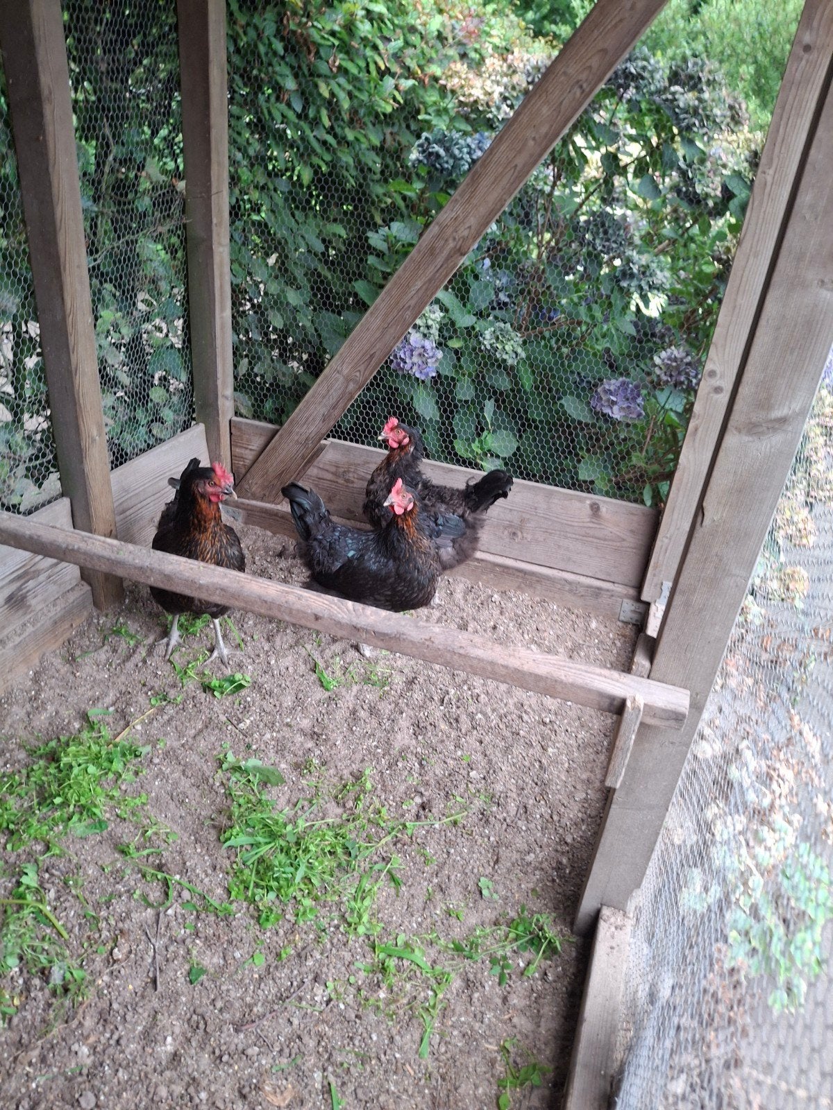 3 Harco leg kippen, zijn net 4 weken aan de leg ., Vrouwelijk, Kip