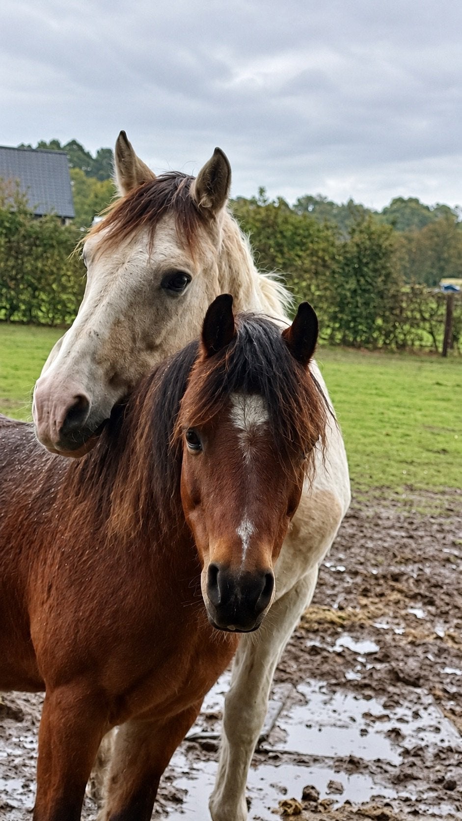 Hulp met verzorging (16+) van 4 pony’s gezocht in Steenderen, Weidegang, 4 paarden of pony's of meer