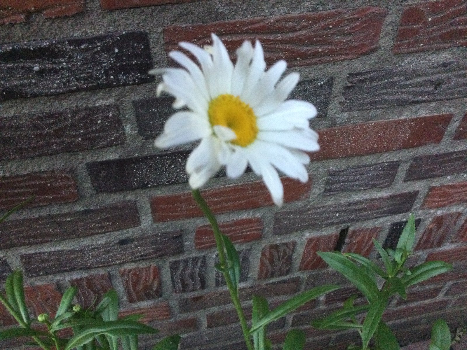 2 potten met Margriet, Tuin en Terras, Planten | Tuinplanten, Ophalen of Verzenden, Overige soorten, Volle zon