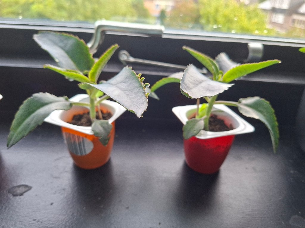 Stekjes Mother of Thousands (Kalanchoe Daigremontiana), Ophalen, Vetplant, Halfschaduw, Minder dan 100 cm