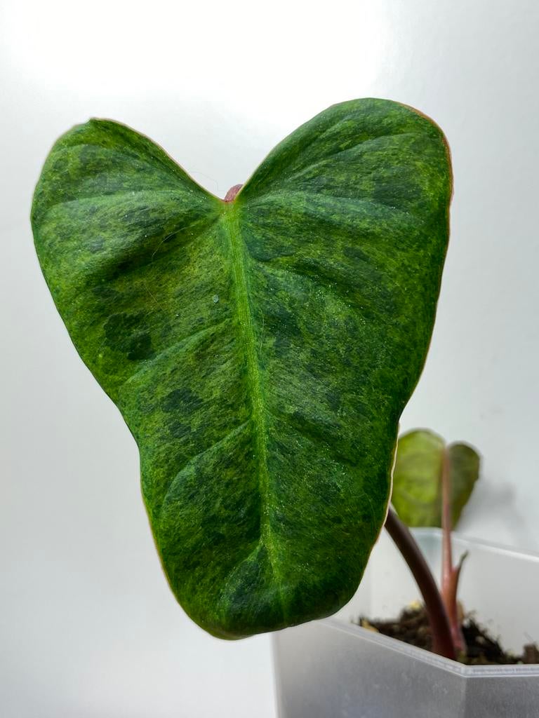 Philodendron El Choco Red x Billietiae Marble Variegata, Ophalen of Verzenden, Halfschaduw, Minder dan 100 cm