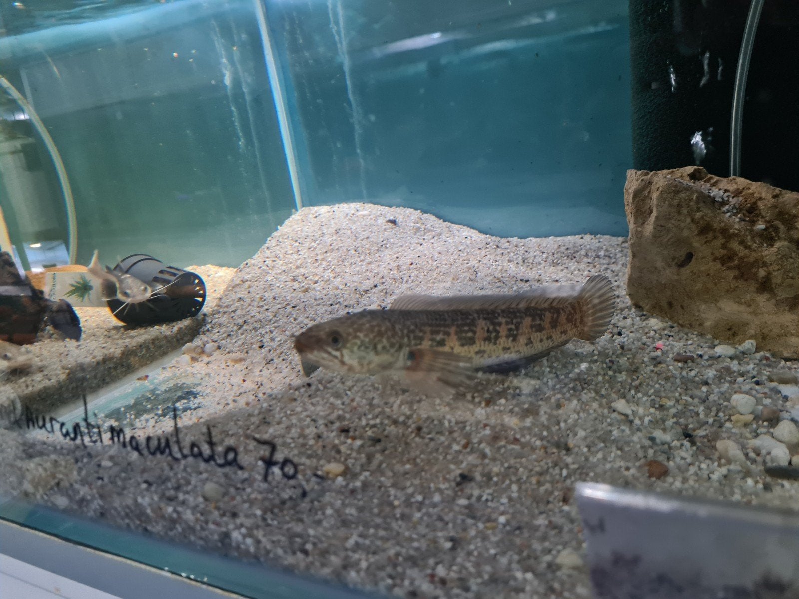 Channa Aurantimaculata, Slangenkopvis, Vis, Zoetwatervis