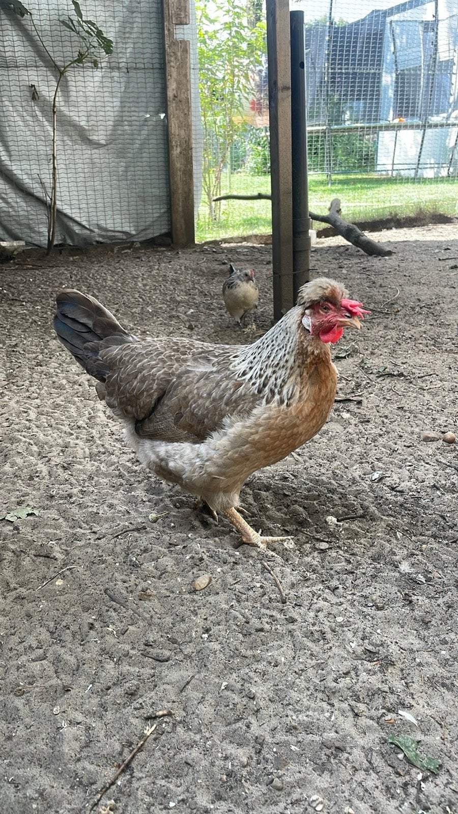 3 cream legbars, Dieren en Toebehoren, Pluimvee, Vrouwelijk, Kip