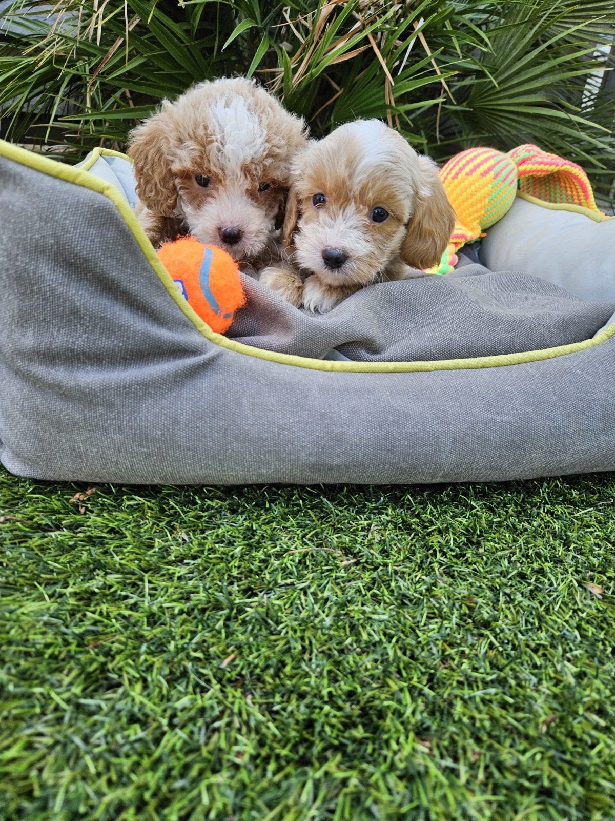 Maltipoo pups, Overige rassen, 8 tot 15 weken, Meerdere, Meerdere dieren