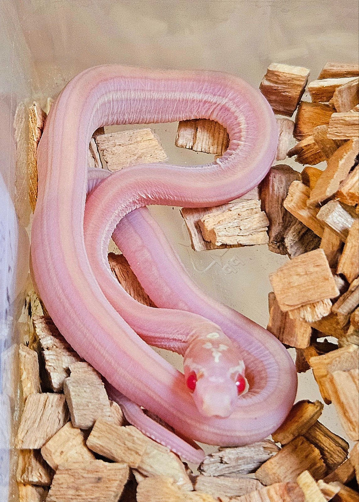 Korenslangen, Dieren en Toebehoren, Reptielen en Amfibieën, Hagedis, 0 tot 2 jaar