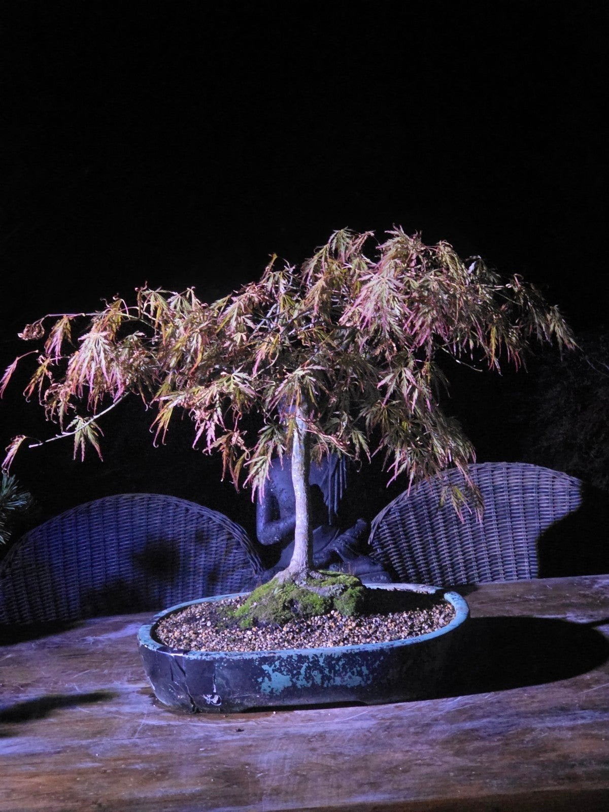 bonsai acer palmatum 20jr 60x70(hxb), Tuin en Terras, Ophalen, Gietijzer