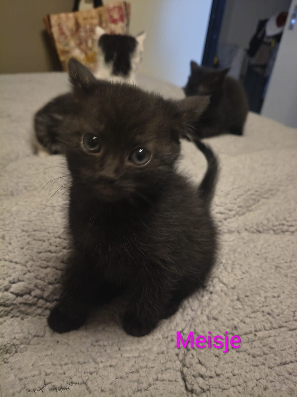 Lieve en sociale kittens (3 poesjes, 2 katertjes) – Kattenba, Meerdere dieren