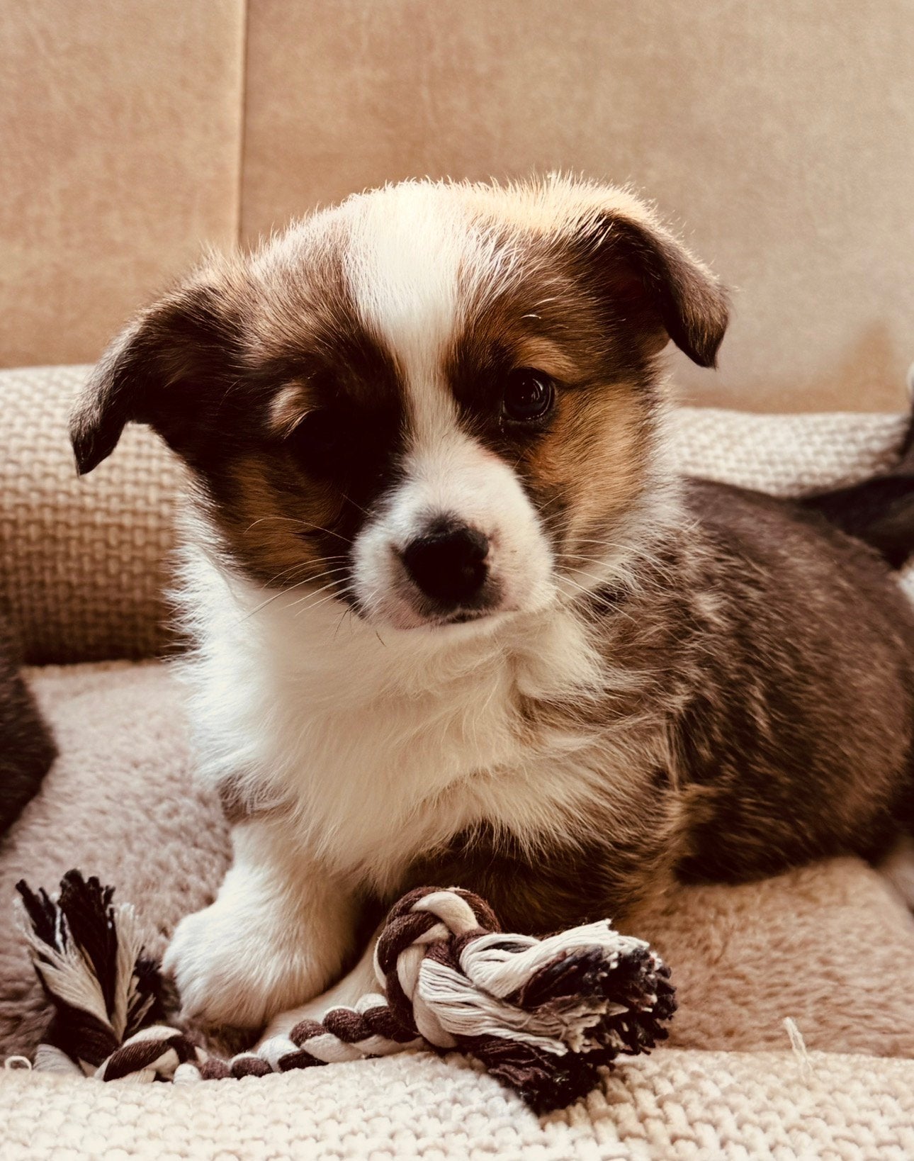 🐶💓🩵De allermooiste Welsh Corgi  pups🐶💓🩵, Parvo, Overige rassen, 8 tot 15 weken, Meerdere