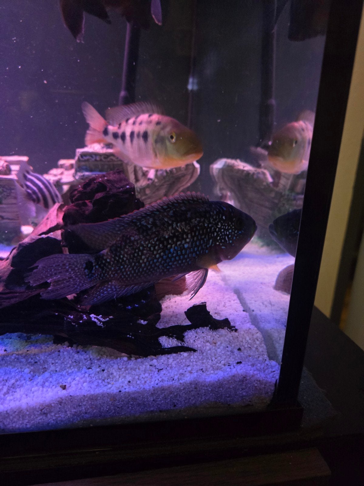 electric bleu jack dempsey, Vis