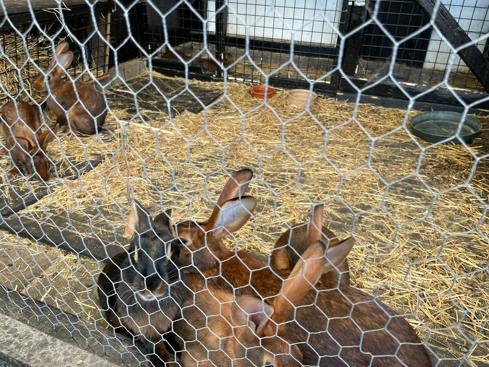 Belgische hazen, Meerdere dieren, Middelgroot, 0 tot 2 jaar