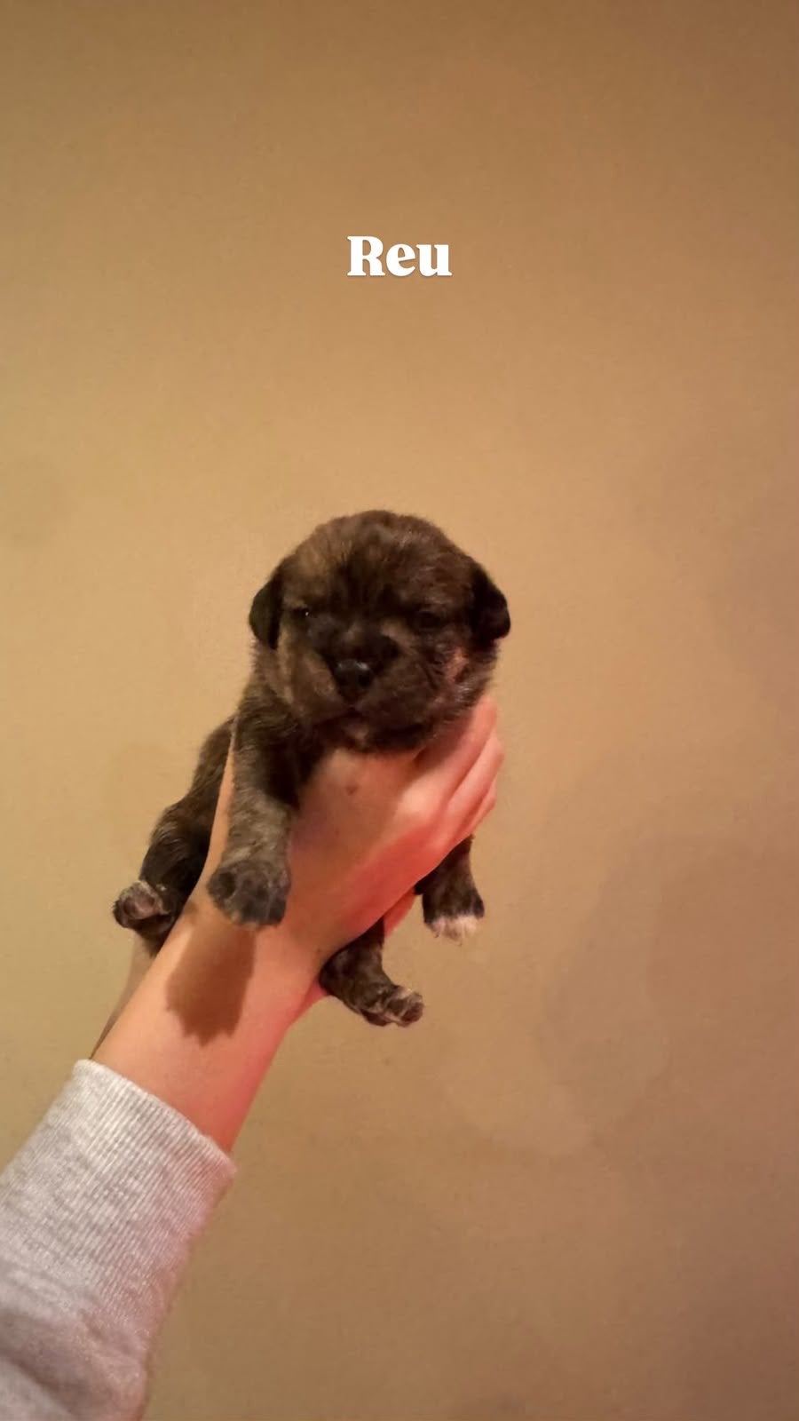 Hele mooie Shihtzu puppy’s, CDV (hondenziekte), 8 tot 15 weken, Meerdere, Meerdere dieren