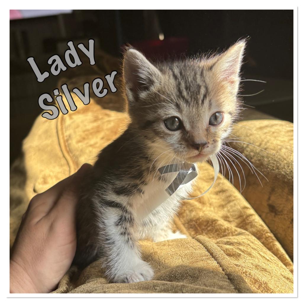 4 kitten meisjes half bengaal., Poes, Ontwormd