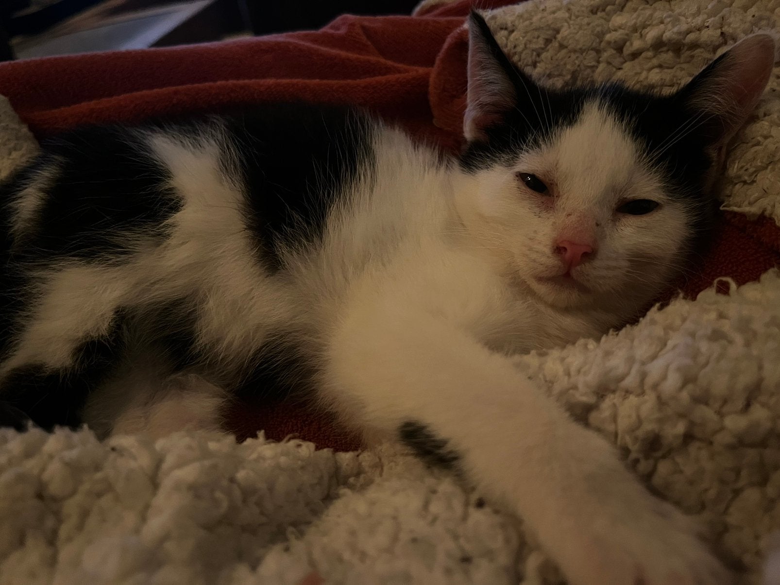 Lieve ondeugende kater kitten, Meerdere dieren
