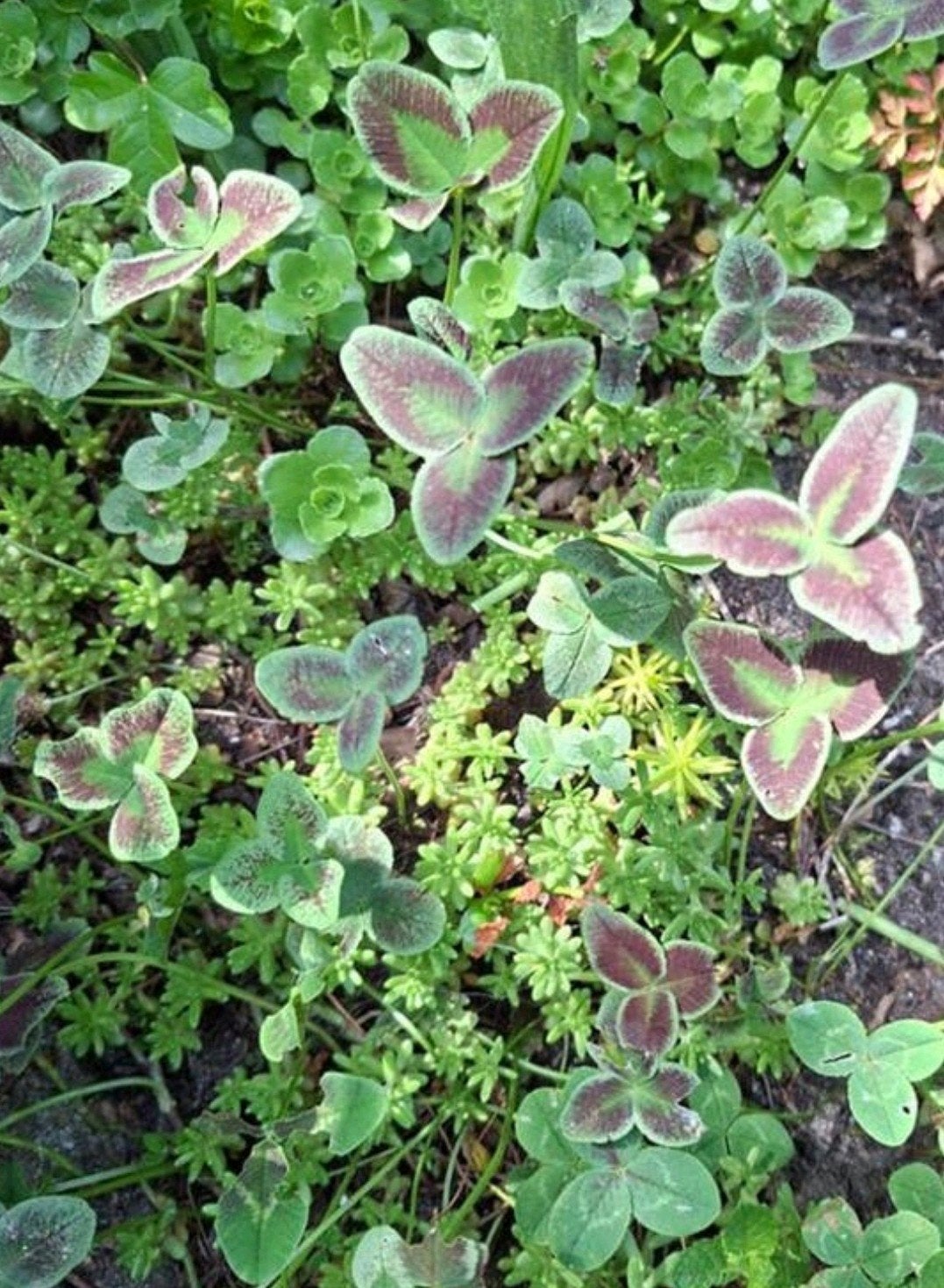 Trifolium repens, witte klaver, Tuin en Terras, Ophalen of Verzenden, Bodembedekkers, Halfschaduw