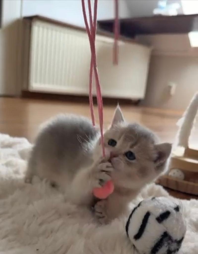 Britse korthaar kittens, Poes, Ontwormd