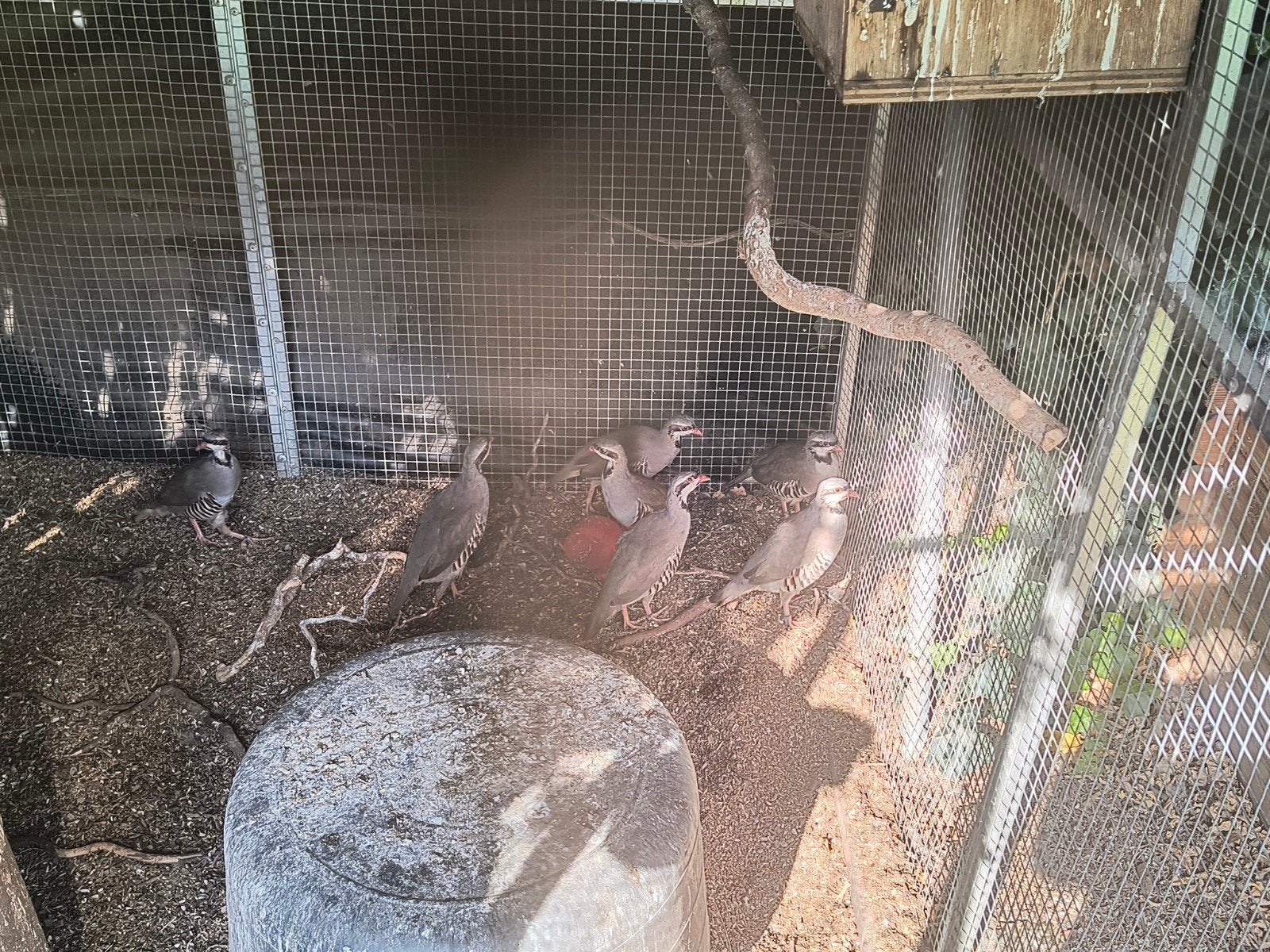 te koop chukar patrijzen, Dieren en Toebehoren, Meerdere dieren, Kip