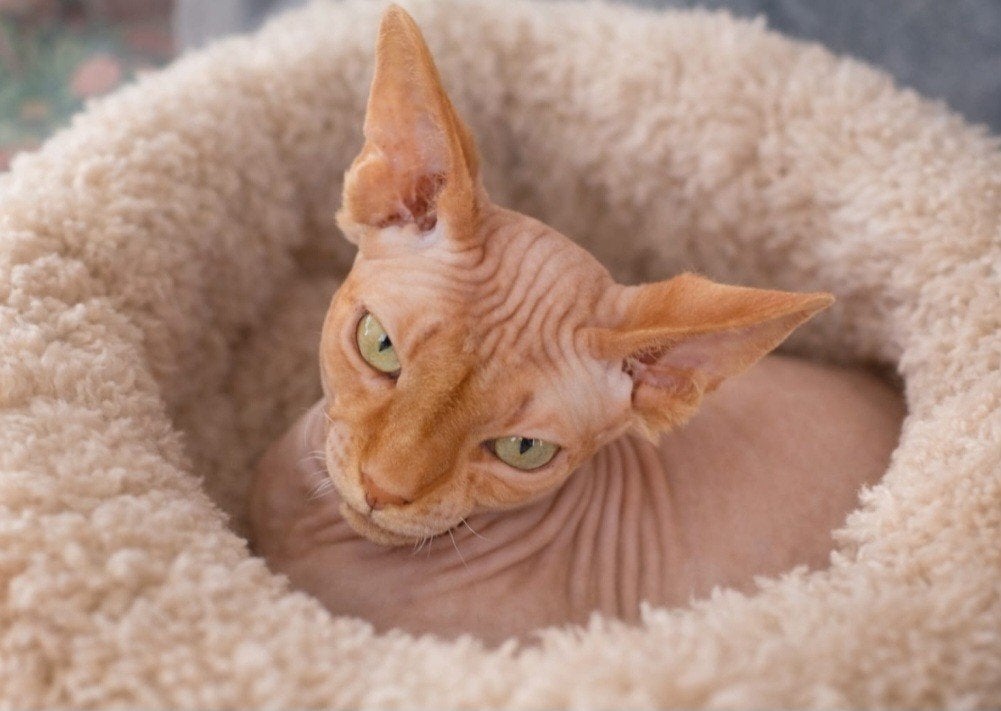 Sphynx poes, Poes, Gechipt, 0 tot 2 jaar