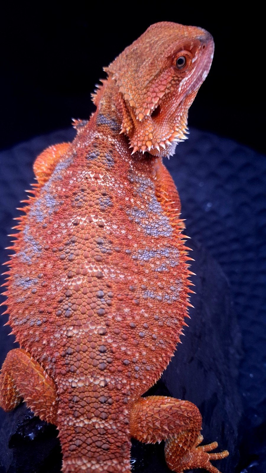 50% Red Monster Extreme Blue Tiger Baardagaam vrouwen Bearded Dragon photo 4