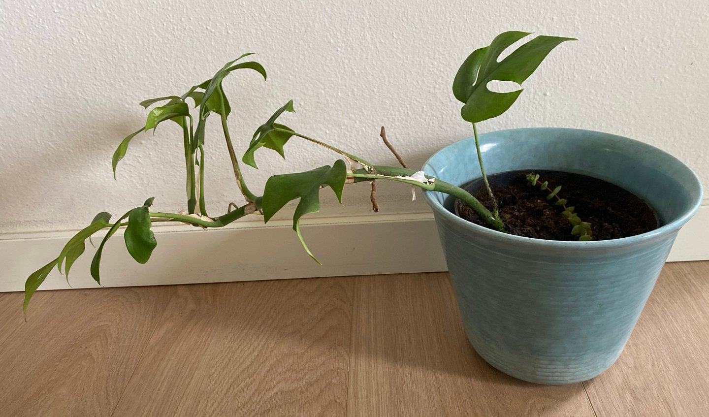 Monstera minima stek - Rhaphidophora Tetrasperma (no.2), Ophalen, Halfschaduw