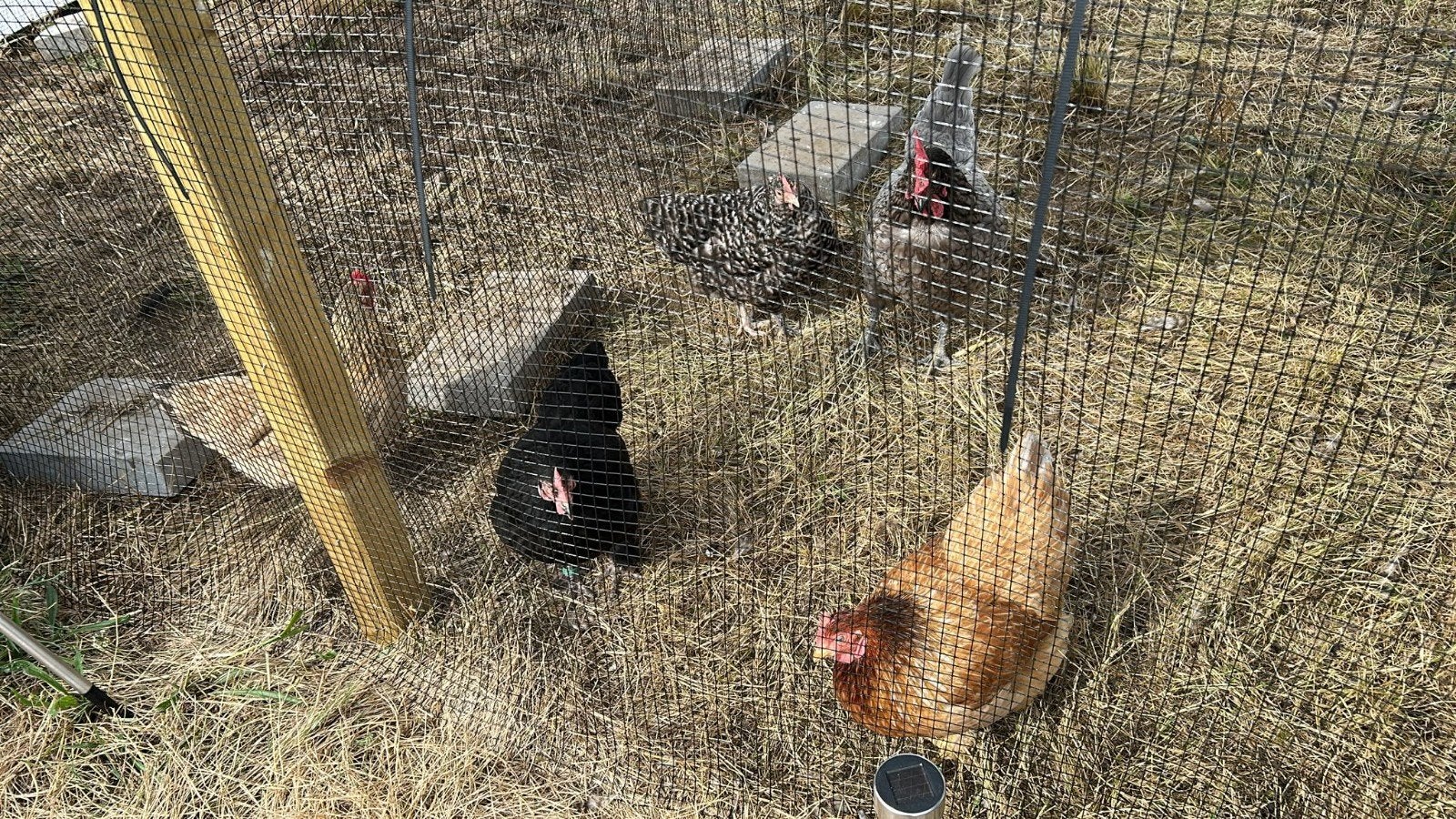 gezocht marans kuikens hennetjes omgeving Roermond, Dieren en Toebehoren, Vrouwelijk, Kip