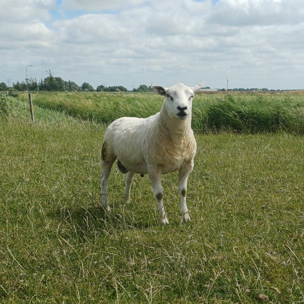 Swifter Dekrammen, Mannelijk, Schaap, 0 tot 2 jaar