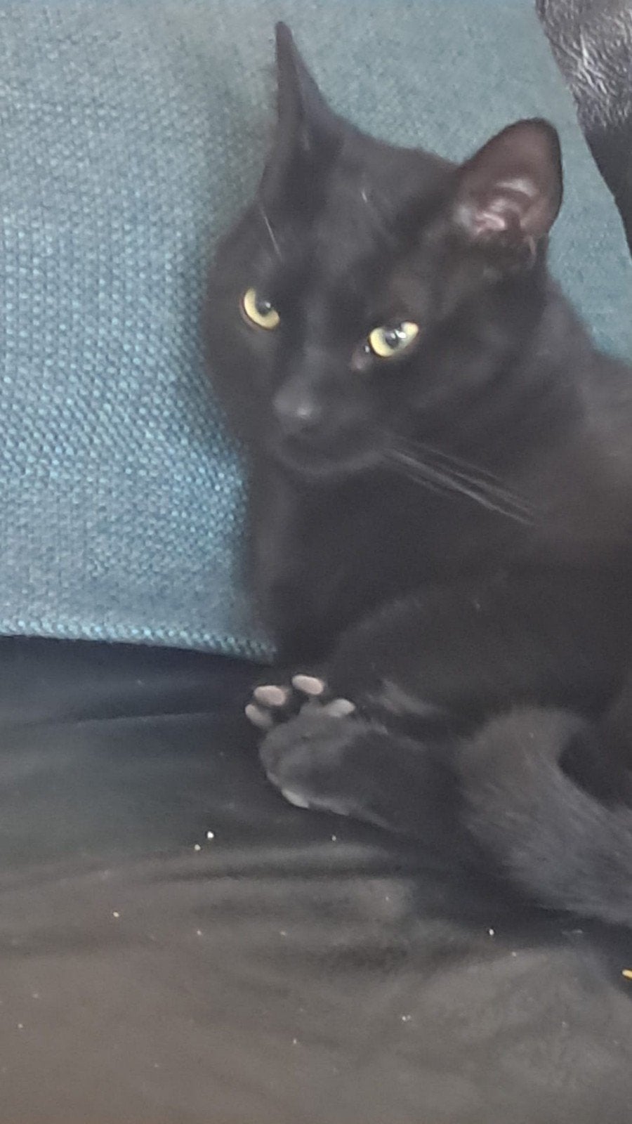 gratis 2 katers gecastreerd, Kater, 0 tot 2 jaar