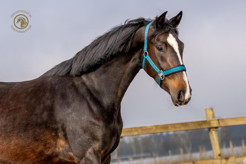 Mooie 3 jarige merrie van de hengst Spielberg., Dieren en Toebehoren, Paarden, Merrie, Met stamboom, Dressuurpaard, 3 tot 6 jaar