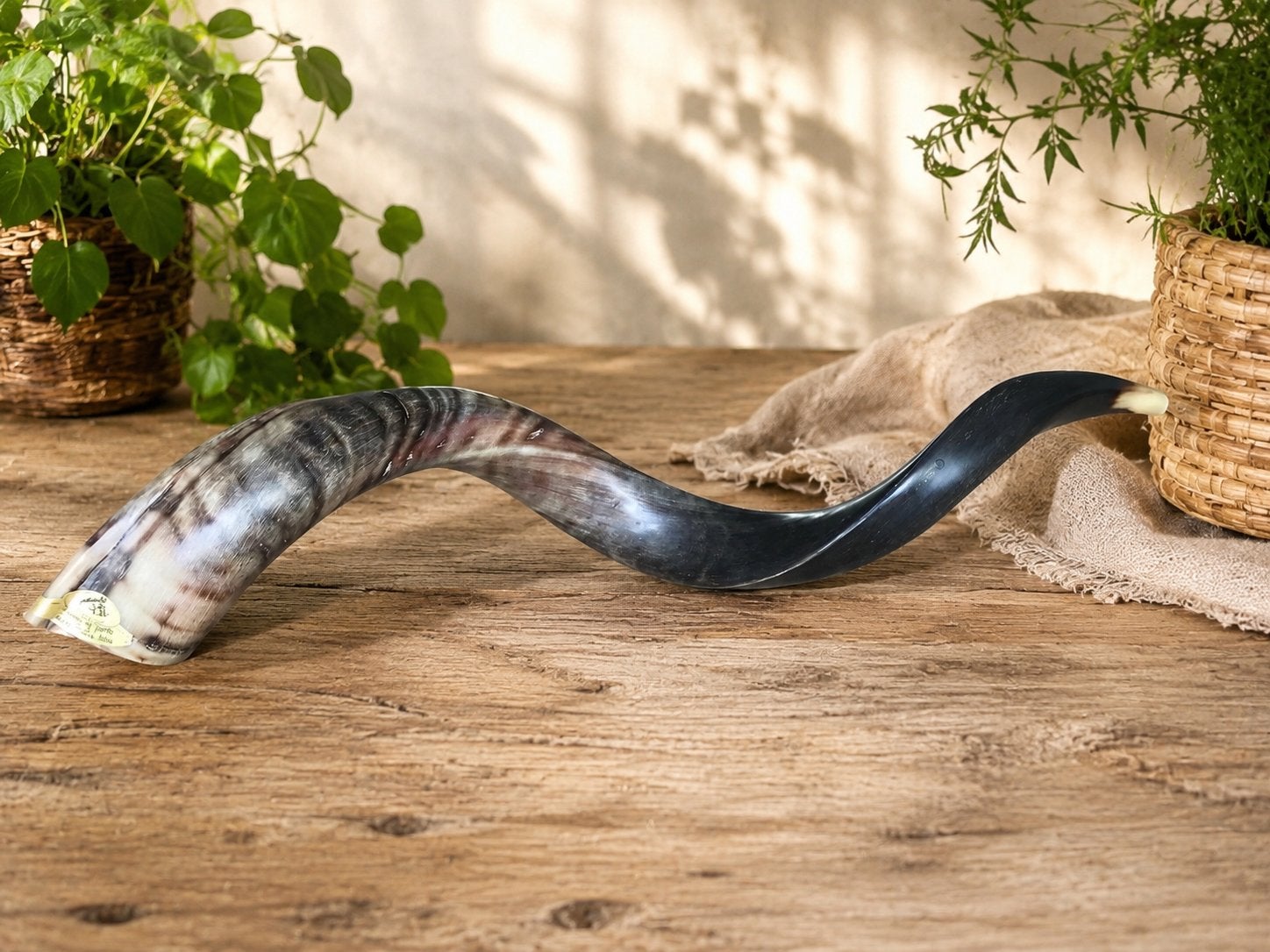 Authentieke grote Jemenitische Shofar (koedoe) 75-85 cm, Ophalen of Verzenden