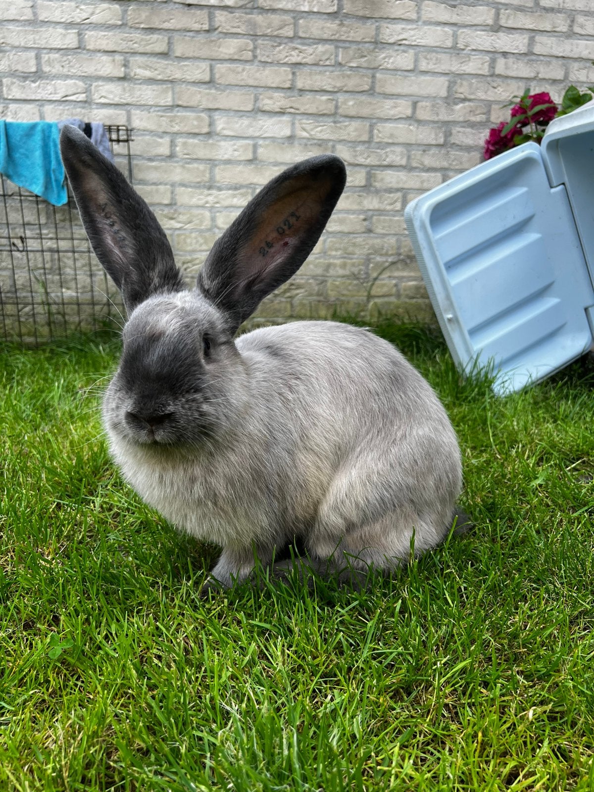 Blue Sable Duitse reus voedster, Vrouwelijk, Groot