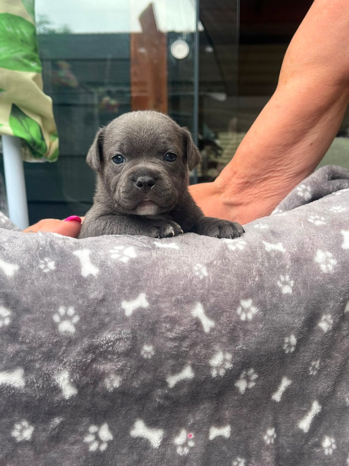 Engelse Stafford Pups, 8 tot 15 weken, Parvo, Meerdere, Meerdere dieren