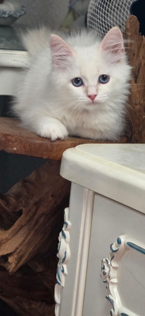 Prachtige, raszuivere Neva Masquerade kittens met stamboom, Meerdere dieren, Met stamboom, 0 tot 2 jaar