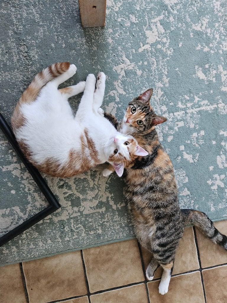 Poezen (gratis af te halen), Dieren en Toebehoren, Katten en Kittens | Overige Katten, Poes, 0 tot 2 jaar