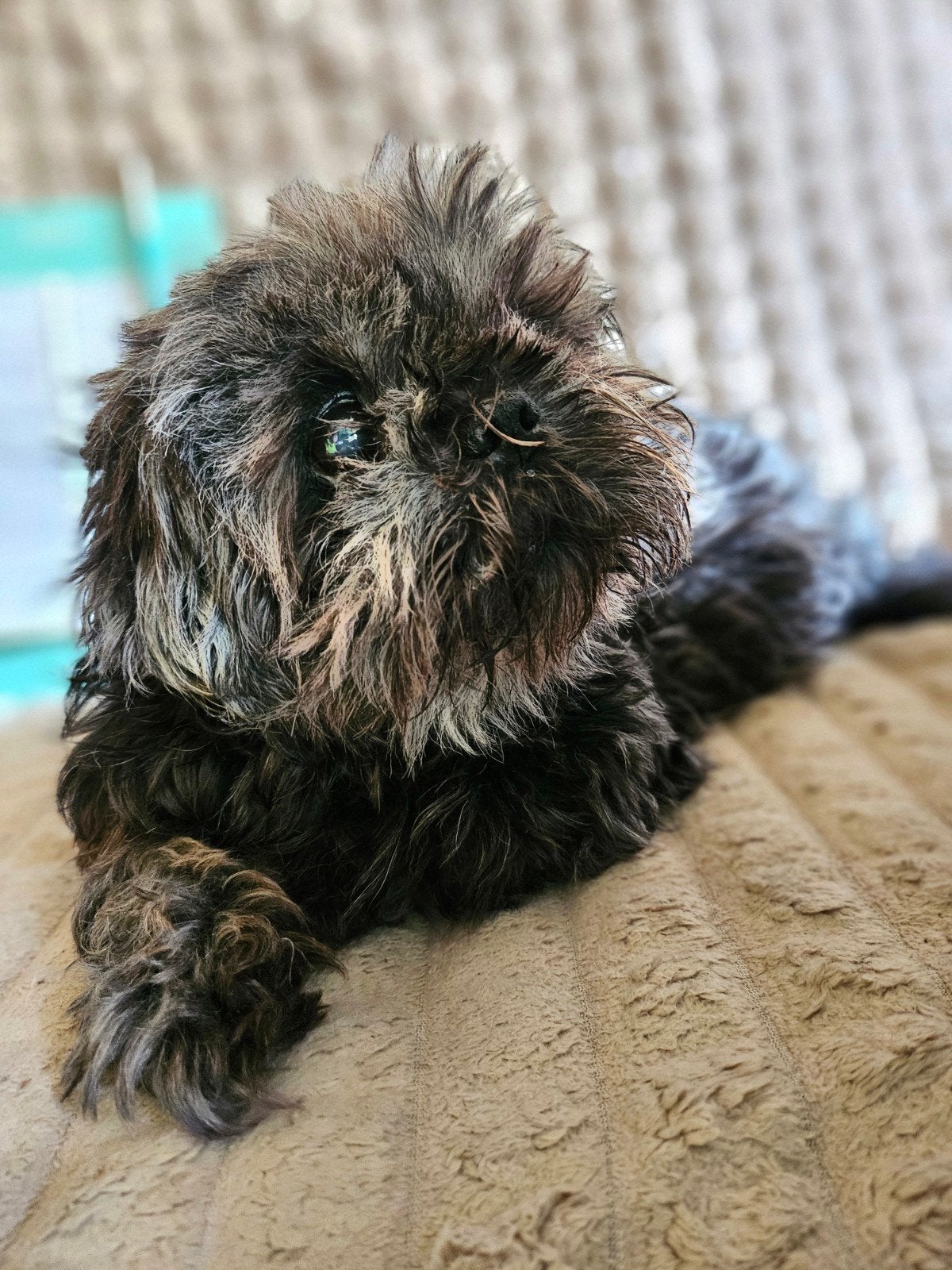 Gezocht shih-tzu pup, 8 tot 15 weken, Eén hond, Nederland, Particulier