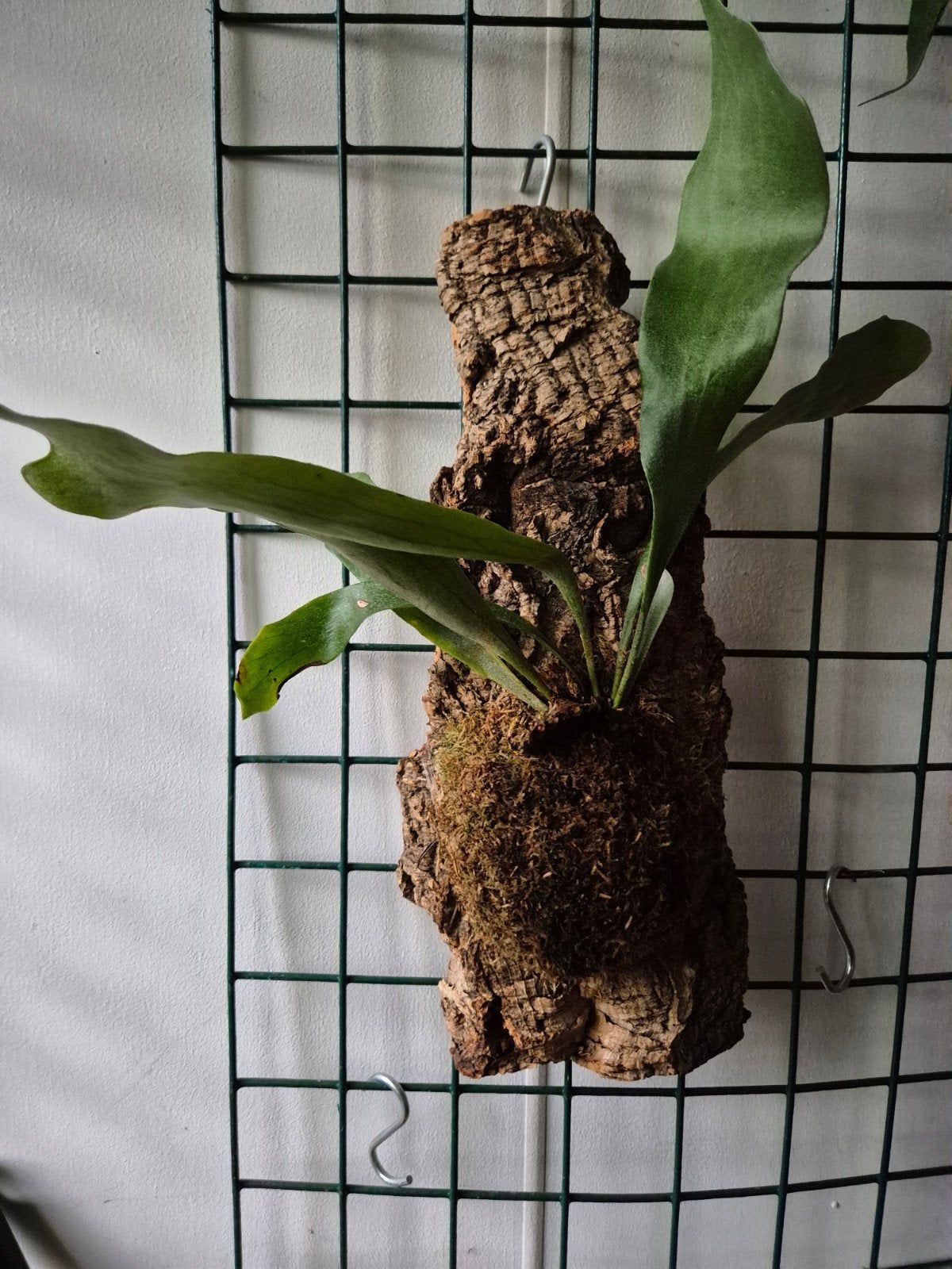 hertshoorn op kurk, Overige soorten, Minder dan 100 cm, Groene kamerplant, Halfschaduw
