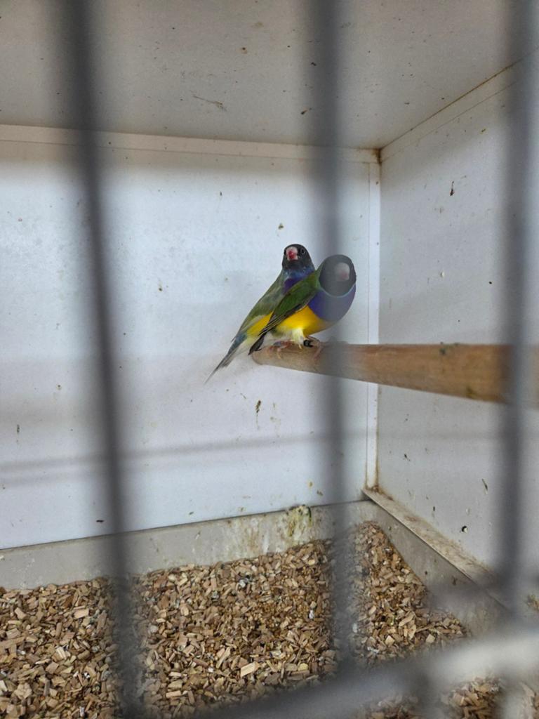 Goulds mannen, Dieren en Toebehoren, Vogels | Overige Vogels, Mannelijk