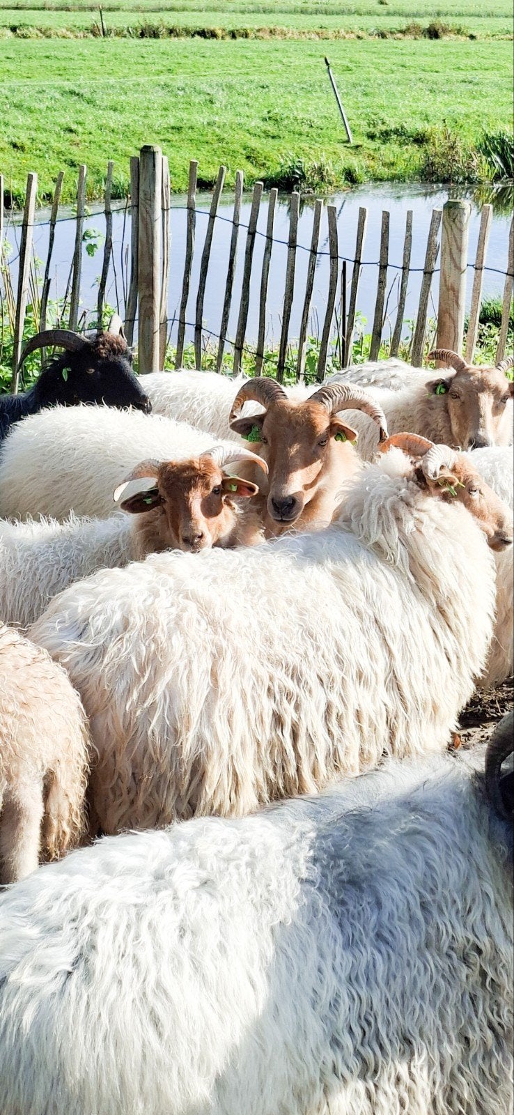 Drents heideschapen ooien ( stamboek ), Vrouwelijk, Schaap