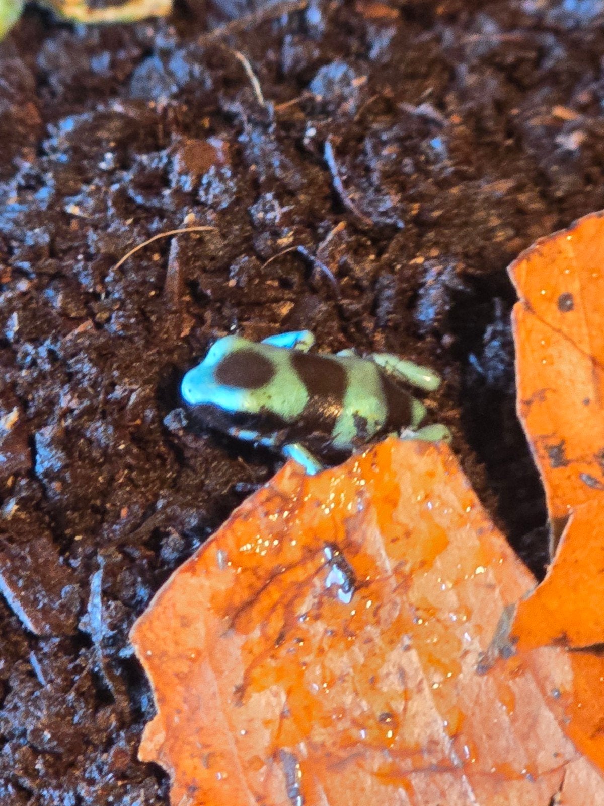 dendrobates Frog photo 6