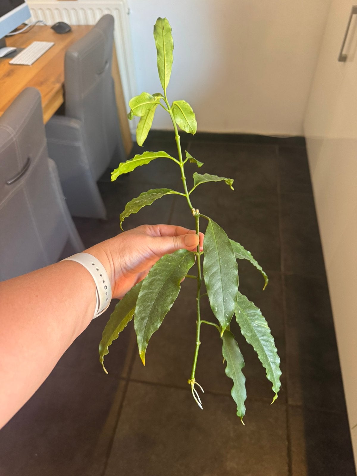 Hoya Lockii stek, Huis en Inrichting, Kamerplanten, Ophalen of Verzenden, Halfschaduw, Minder dan 100 cm