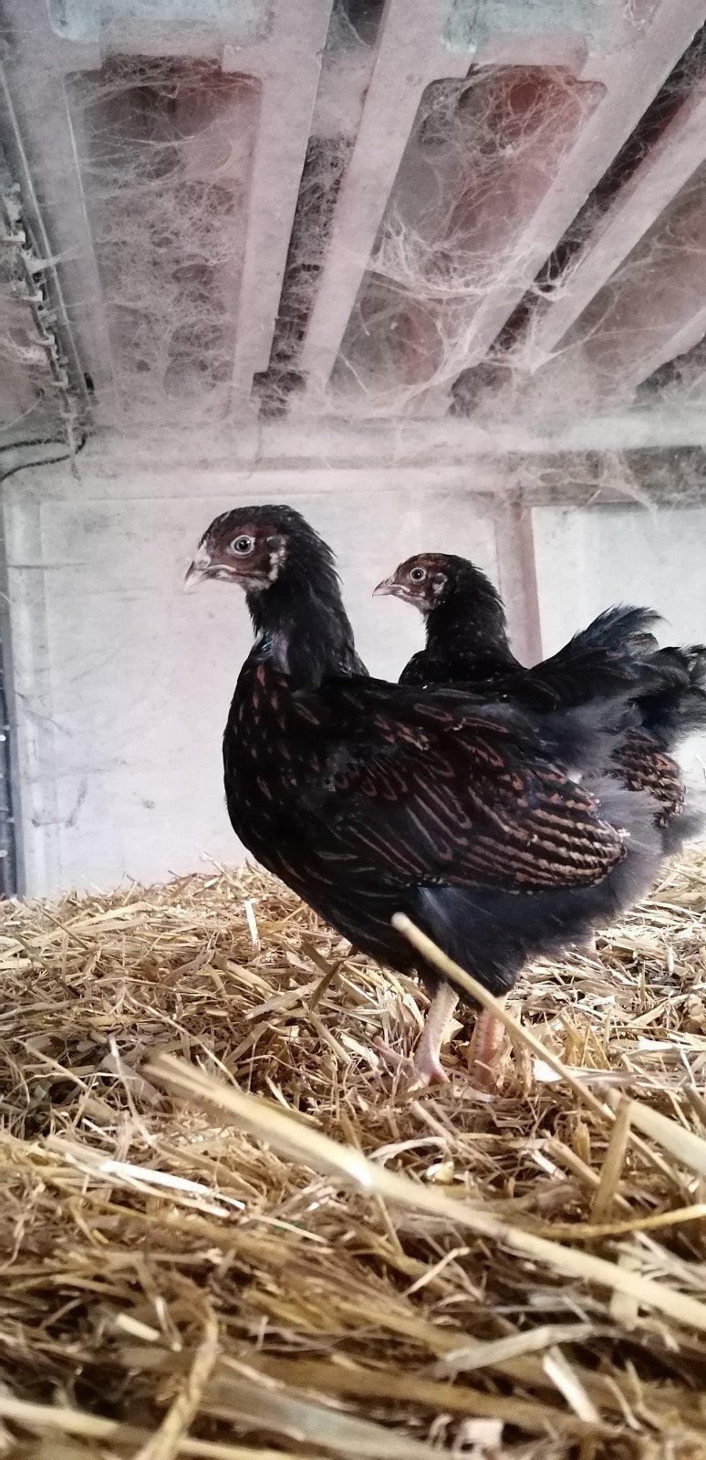 Prachtige Barnevelder hennen groot soort, Dieren en Toebehoren, Pluimvee, Vrouwelijk, Kip