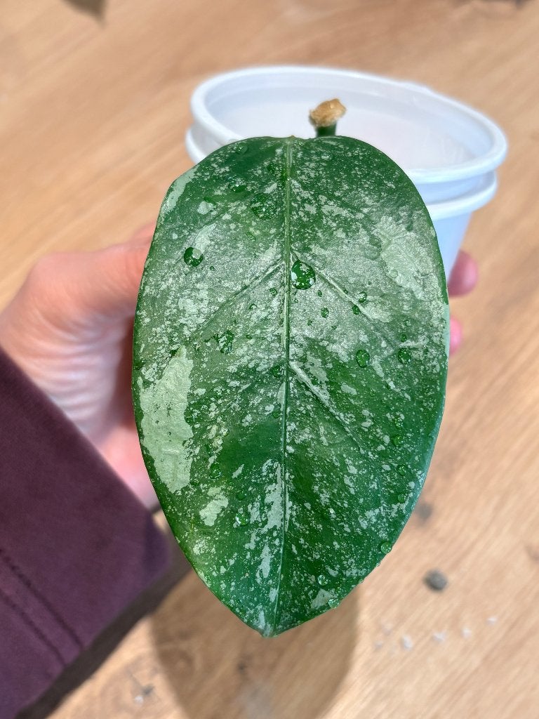 Hoya Coriacea Splash, Huis en Inrichting, Minder dan 100 cm, Bloeiende kamerplant, Groenteplant, Halfschaduw