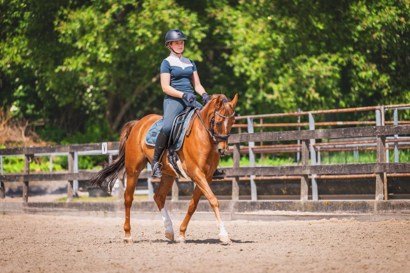 Knappe 9 jarige E pony ruin, E pony (1.48m - 1.57m), Met stamboom, Ruin, Dressuurpony