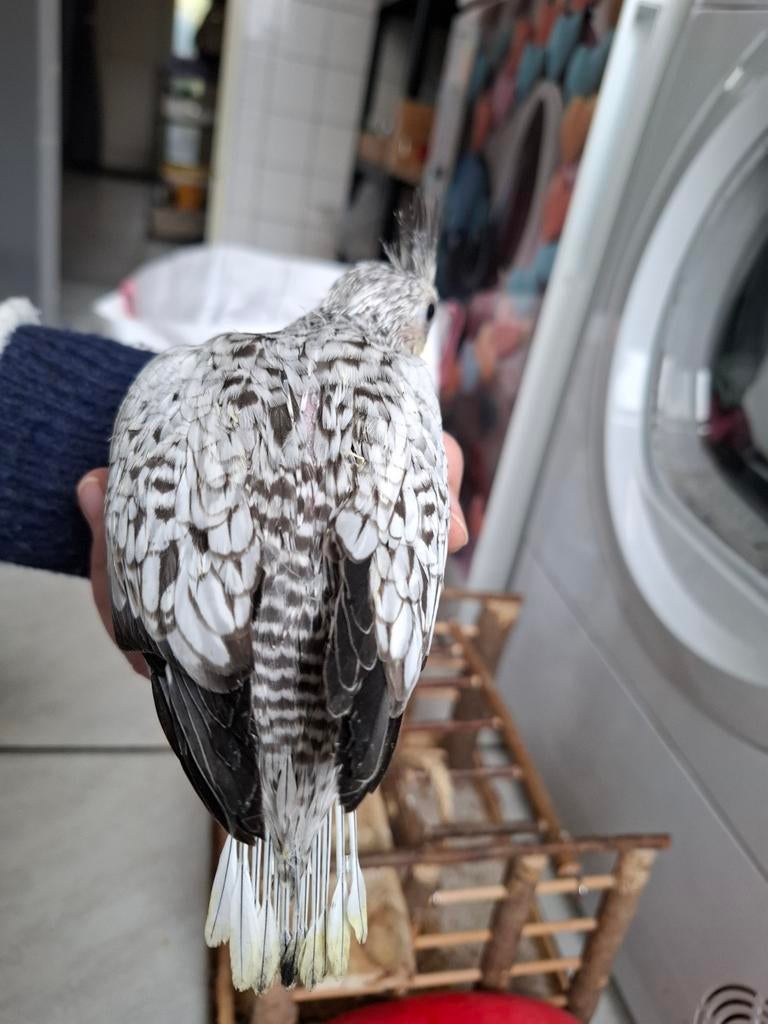 Baby handtam valkparkietje witmasker opaline popje, Dieren en Toebehoren, Vogels | Parkieten en Papegaaien, Vrouwelijk, Dwergpapegaai of Agapornis