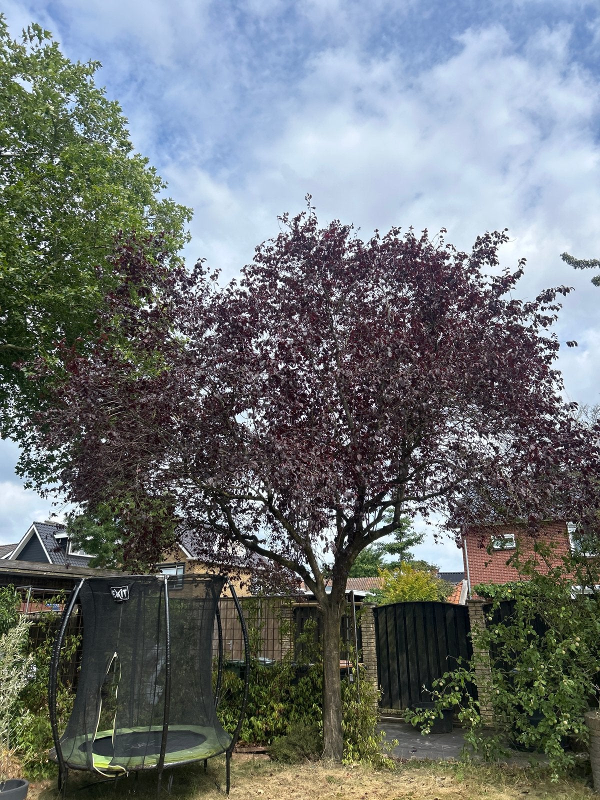 Boom, Tuin en Terras, Planten | Bomen, Ophalen, Volle zon, Overige soorten, 100 tot 250 cm