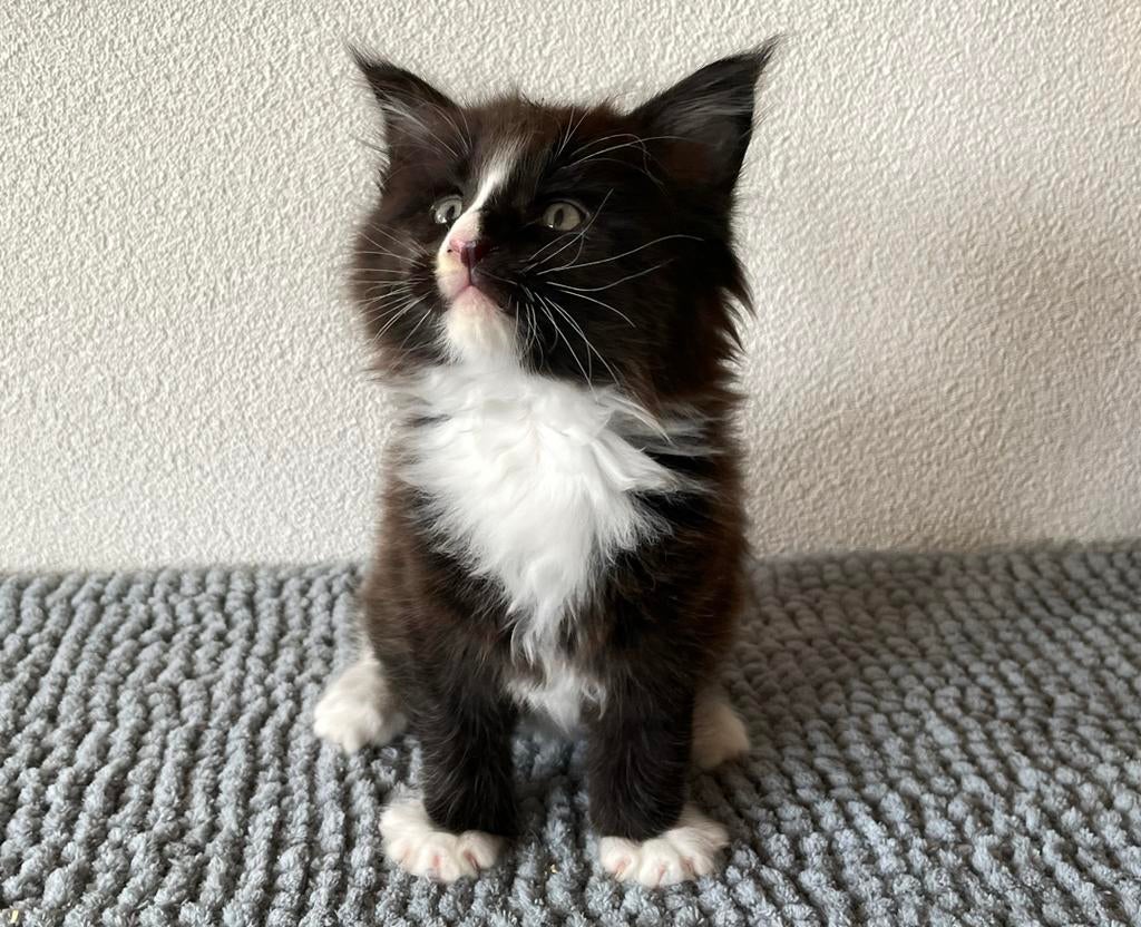 XXL Maine Coon katertje, Dieren en Toebehoren, Katten en Kittens | Raskatten | Langhaar, Kater, Gechipt, 0 tot 2 jaar