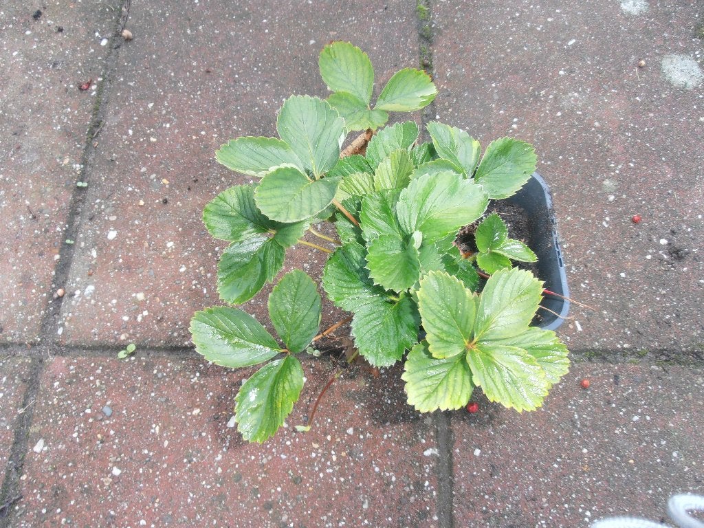 Aardbeiplanten, Ophalen, Vaste plant, Fruitplanten, Volle zon