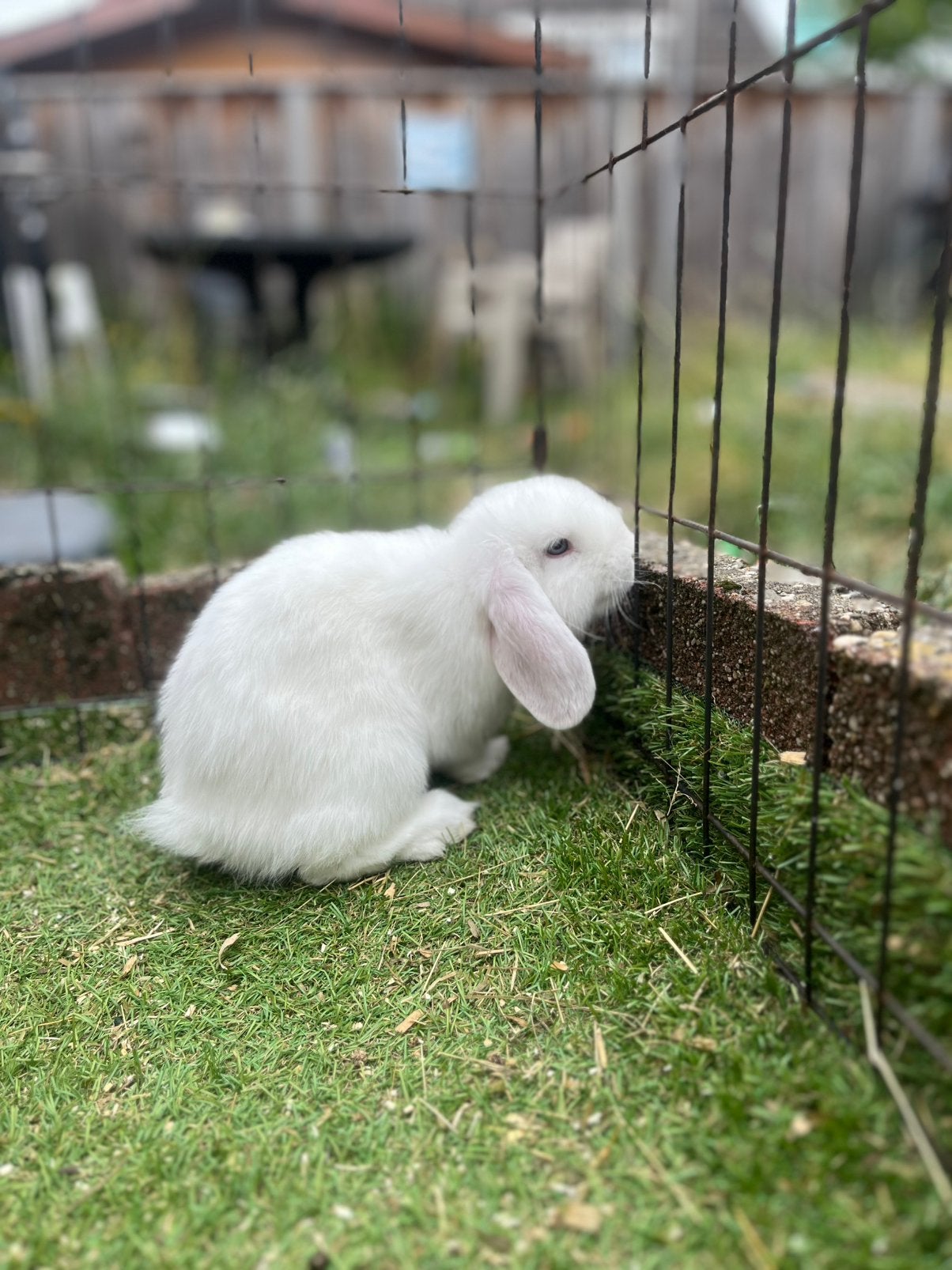 2 hele knappe witte konijntjes te koop!, Mannelijk, Dwerg