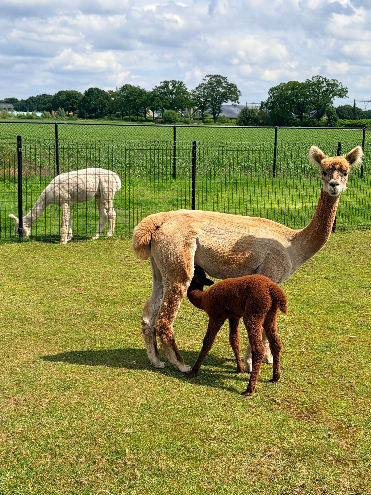 Start direct met een kudde! 2 alpacamerrie en 1 merrieveulen, Dieren en Toebehoren, Overige Dieren, Vrouwelijk, Juni